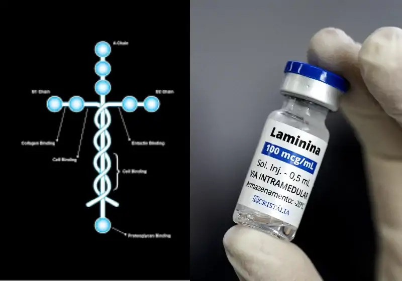 Imagem da publicação Cientista brasileira da UFRJ descobre proteína em formato de cruz que reverte paraplegia e tetraplegia